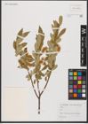 Foto von Salix L.